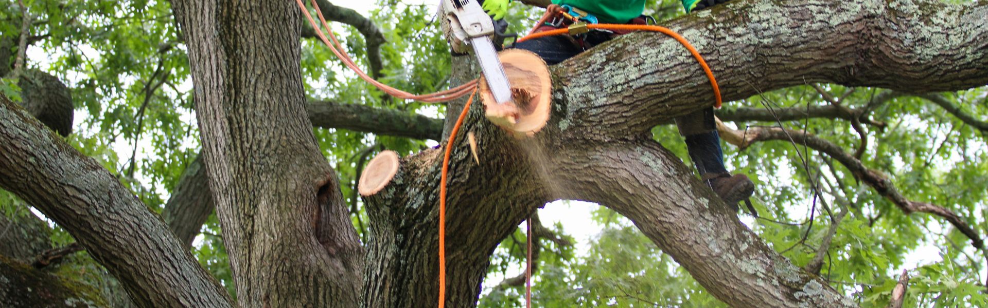 Tree Removal Near Me