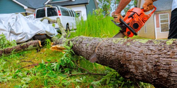 Tree Lopping Near Me