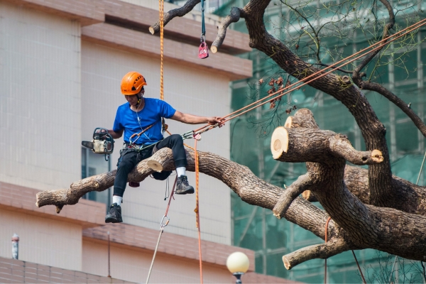 Tree Pruning Near Me
