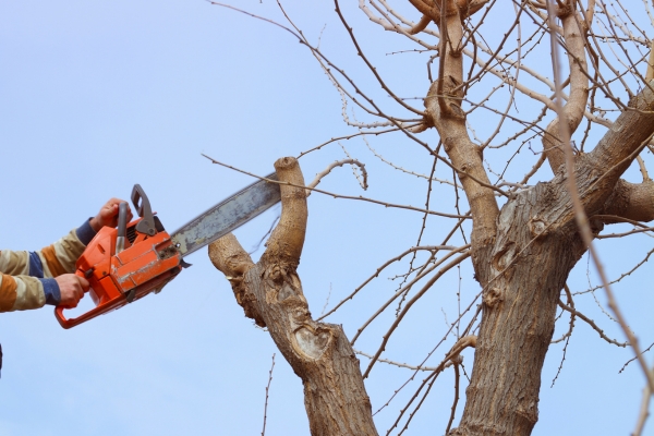 Tree Removal Near Me