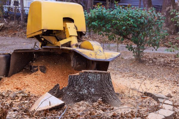 Stump Removal Services Near Me