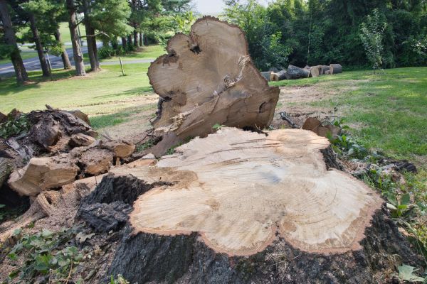 Stump Grinding Near Me